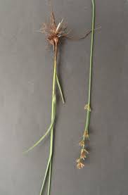 Image result for Scleria bulbifera