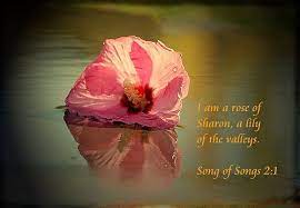 Flowers in the bible and their meaning. I Am A Rose Of Sharon A Photo On Flickriver Rose Of Sharon Rose Of Sharon Bush Rose