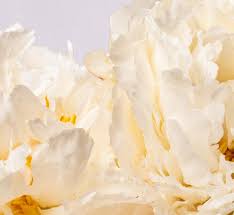 We did not find results for: Peony Sustainable Flower Delivery Flower Delivery Uk Bloom