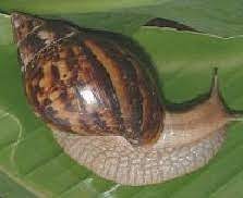 Anim Agro Technology: SIPUT BABI