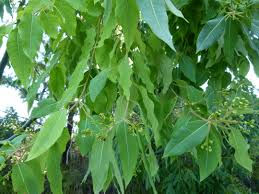 Image result for Eucalyptus torelliana