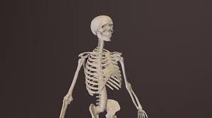Featuring five different ways to learn about the body: Human Skeleton Highresolution Model 3d Model By L Kuzyakin L Kuzyakin 657a31e
