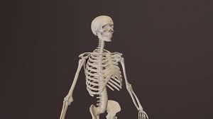 View, isolate, and learn human anatomy. Human Skeleton Highresolution Model 3d Model By L Kuzyakin L Kuzyakin 657a31e