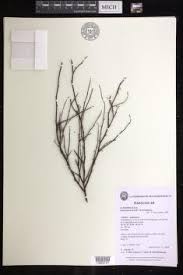 Image result for Euphorbia distinctissima