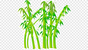 Bambusgraphiken Die Schilf Bambus Zeichnen Bambus Bambu Png Pngegg