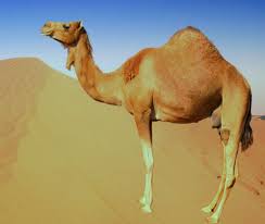 Camels are herbivores, though, so you won't find them eating meat. Pin On Health Science