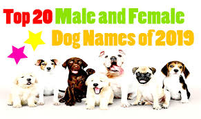 Plus, we just love to give readers more options for naming their beloved pets. Top 20 Unique Male And Female Dog Names In The World 2019 2020 By Dog Health Tips Issuu