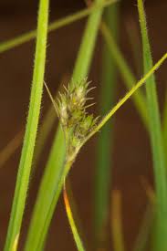 Image result for Fuirena pubescens