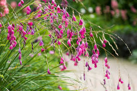 Image result for Dierama
