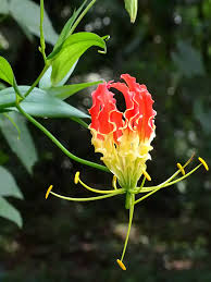 Image result for Gloriosa superba