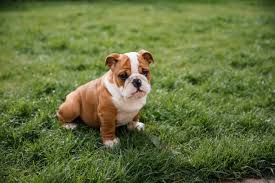 11 Things You Should Know About English Bulldog Puppies