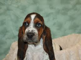 If interested in adopting lowrider…. Basset Hound Puppies Petland Rome