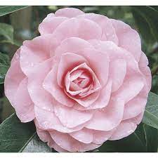 Pink Chansonette Camellia Flowering Shrub In Pot With Soil L8786 Lowes Com Flowering Shrubs Camellia Flower Camellia