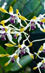 Pin On Perennial Flowers