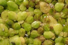 Image result for Lemna