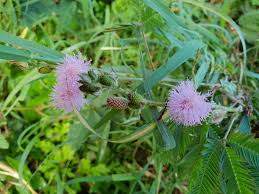 Image result for Mimosa mossambicensis