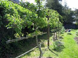 Bend pine nursery is located at 19019 baker road bend, oregon 97702. Training A Fruit Tree Into An Espalier Takes A Good Dash Of Dedication Osu Extension Service
