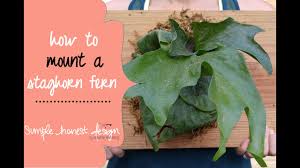 If your fern is dried out, for too long, you may be able to bring it back to full health by using fertilizer or nutrients as. How To Plant A Staghorn Fern Simple Honest Design Youtube