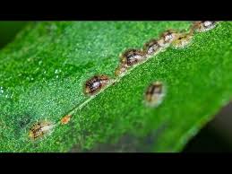 Image result for sooty mould