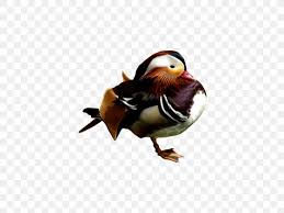 Choose from 90+ mandarin duck graphic resources and download in the form of png, eps, ai or psd. Mandarin Duck Bird Png 1024x768px Duck Animal Beak Bird Ducks Geese And Swans Download Free