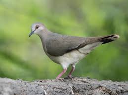 Image result for Pavetta lasiopeplus