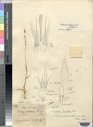 Image result for Danthoniopsis dinteri