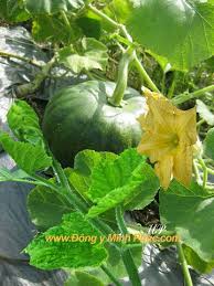 Image result for bông bí rợ
