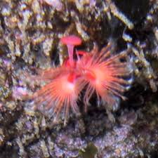 Image result for Alinula sp.