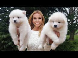 Întreabă ce nu ştii să faci din temă. ProblemÄ ArticularÄ Samoyed De Ce Tremura Cainele