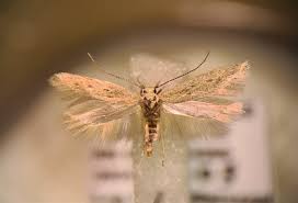 Image result for Scrobipalpula diffluella