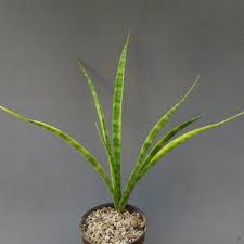 Image result for Sansevieria dooneri