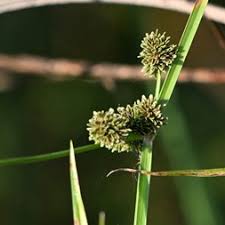 Image result for Cyperus difformis