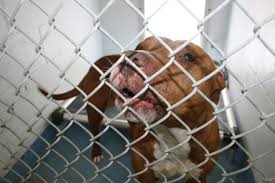 Gainesville, fl (getting more info) contact: Fears Become Reality For Gainesville Neighbors Living Near Dangerous Dogs Wuft News