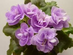 The flower for may is the hawthorn. Plants Houseplant 411 How To Identify And Care For Houseplants