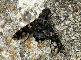 Check spelling or type a new query. It Looks Like A Bee But It Looks Like A Fly What Is It Xenox Tigrinus Bugguide Net