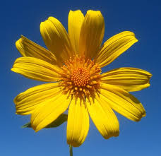 Image result for Tithonia diversifolia