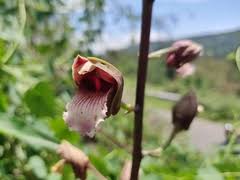 Image result for Eulophia norlindhii