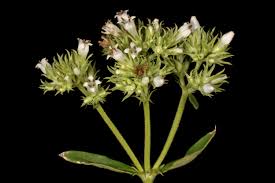 Image result for Agathisanthemum globosum