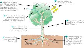 36 02vascplanttransport Jpg 917 525 Plants Photosynthesis Botany