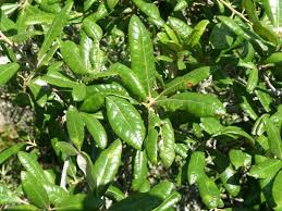 Looking to buy or grow a small palm tree and transport it to nh ( in summer) and back to florida in winter. Oak Trees Native To Central Florida Sharons Florida