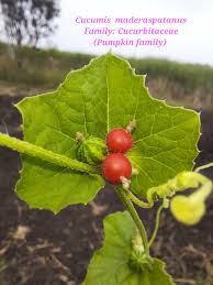 Image result for Cucumis maderaspatanus