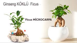 Bonsai olarak eğitilen zelkova türü ağaçlar, oldukça popülerdir. Cicek Sepetinden Bonsai Aldim Ne Yapicam Bunun Turu Nedir Youtube
