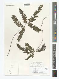 Image result for Adiantum vogelii