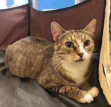 Philadelphia Pa Domestic Shorthair Meet Lucy A Cat For Adoption Cat Adoption Pets Cat Mom