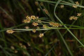 Image result for Luzula multiflora