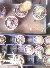 IT WAS HER NEW YORK: Sunday Memories: What's In A Name? If It's Cornell  Edwards Way, Quite A Bit: Part Three