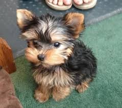 Teacup Yorkie Tumblr Teacup Yorkie Yorkshire Terrier Siberian Husky