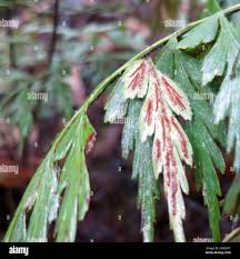 Image result for Asplenium aethiopicum