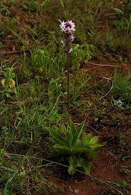 Image result for Cyphia