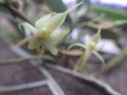 Image result for Angraecum moandense